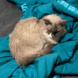 Meet your Posher, Rachel